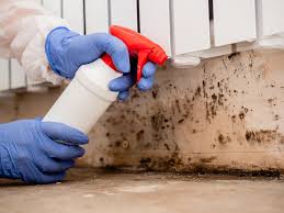 Best Black Mold Removal  in Brookfield, IL